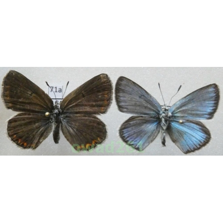 Polyommatus erotides Staudinger, 1892 pair Bulgaria71a